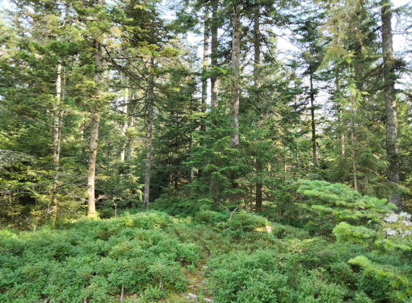 Découverte du Sapin Pectiné en Auvergne-Rhône-Alpes