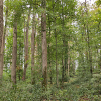 Découverte du chêne, un arbre emblématique de notre région
