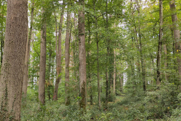 Découverte du chêne, un arbre emblématique de notre région