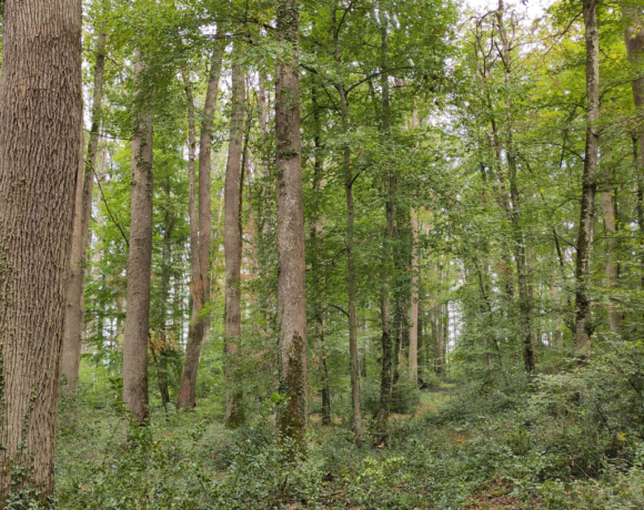 Découverte du chêne, un arbre emblématique de notre région
