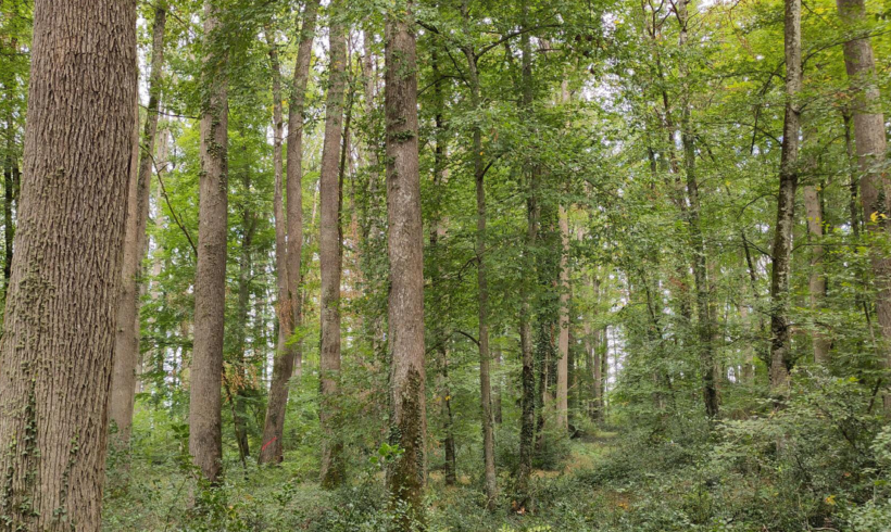 Découverte du chêne, un arbre emblématique de notre région