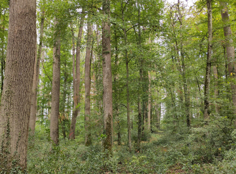 Découverte du chêne, un arbre emblématique de notre région
