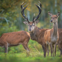 L’équilibre sylvo-cynégétique dans les forêts d’Auvergne-Rhône-Alpes : enjeux et solutions