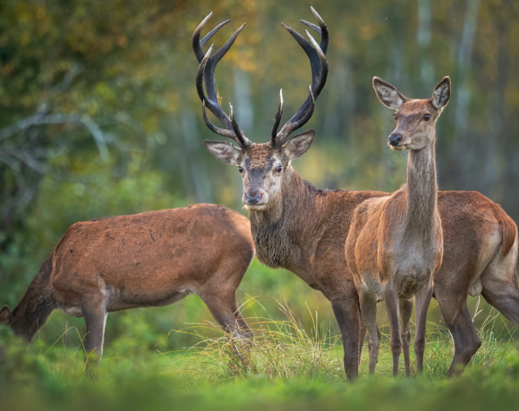 L’équilibre sylvo-cynégétique dans les forêts d’Auvergne-Rhône-Alpes : enjeux et solutions