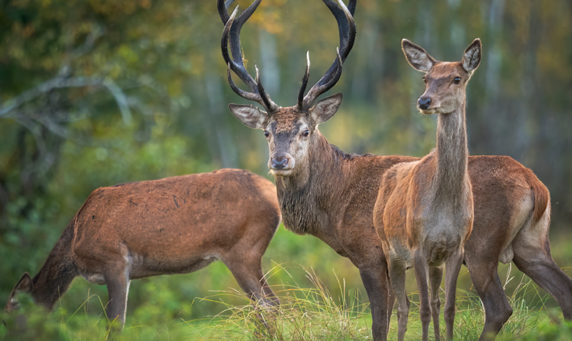 L’équilibre sylvo-cynégétique dans les forêts d’Auvergne-Rhône-Alpes : enjeux et solutions