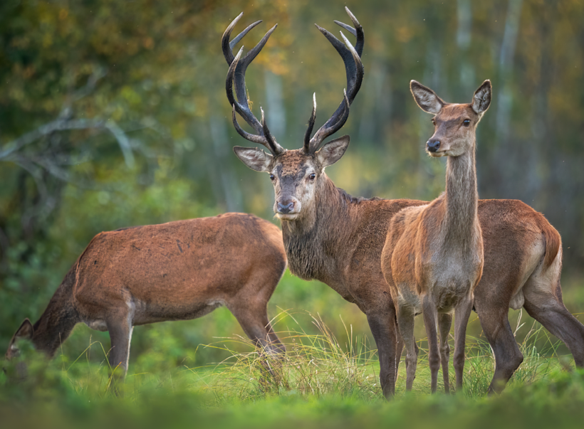 L’équilibre sylvo-cynégétique dans les forêts d’Auvergne-Rhône-Alpes : enjeux et solutions